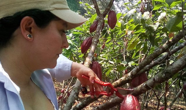 La alianza permitirá que los productores de cacao y sus familiares puedan acceder a los programas educativos de la Unad. Archivo
