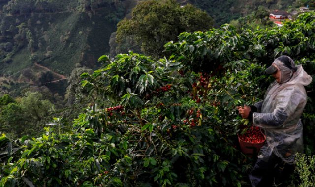 Las organizaciones que participarán de la caravana virtual son: el Comité Departamental de Cafeteros del Cauca, el de Cencoic, en Popayán; Cafinorte, en Santander de Quilichao; y Cafioccidente, en Restrepo. Archivo La Opinión