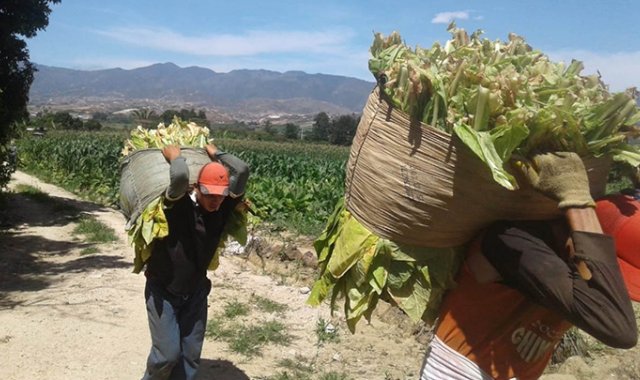 British American Tobacoo seguirá presente en el mercado nacional con su portafolio de cigarrillos tradicionales. Sin embargo, dejará de producir en ciertas regiones del país por la crisis de la COVID-19. Archivo / La Opinión