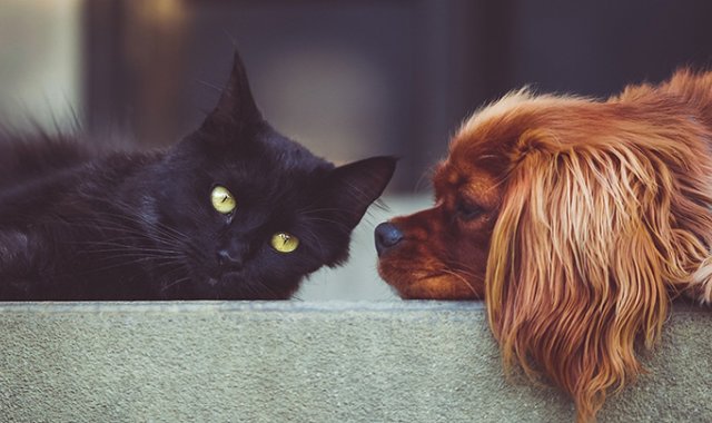 Los datos que debería tener la cédula para mascotas: Nombre, raza, fecha de nacimiento, Rasgos particulares, esterilizado o no y contactos del tenedor. Pixabay reference