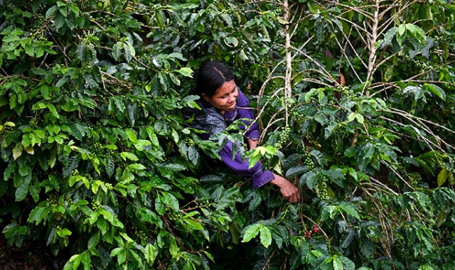 Nespresso aprovechará el Día Internacional del Café (próximo 1 de octubre), para resaltar y celebrar el papel de las caficultoras colombianas. Archivo