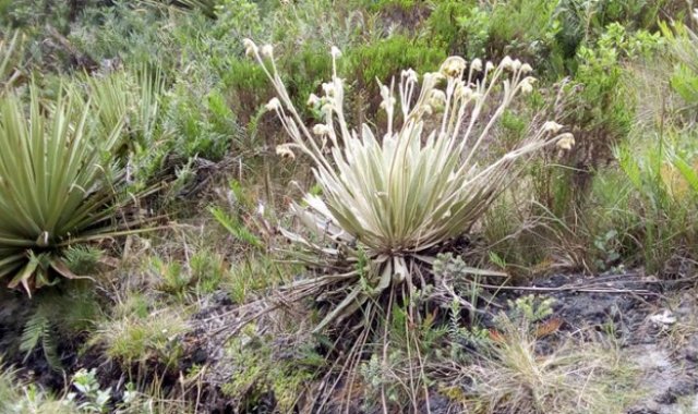 Páramo de Santurbán. Archivo / La Opinión