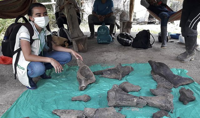 Imagen de reparto difundida por la Corporación Autónoma Regional de Risaralda (CARDER) el 24 de septiembre de 2020 de sus integrantes en torno a restos fósiles que corresponderían a un mastodonte en Quinchia, Risaralda. AFP