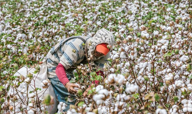 Los recursos impulsarán la reactivación de la industria del algodón. Cortesía MinAgricultura
