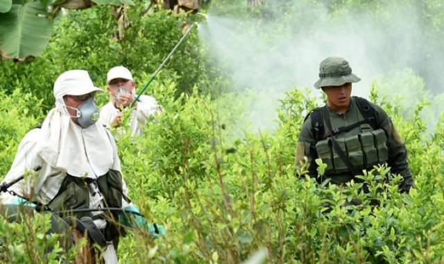 El programa de sustitución voluntaria arrancó con gran expectativa en municipios como Tibú, pero al poco tiempo aparecieron los reclamos. Archivo La Opinión