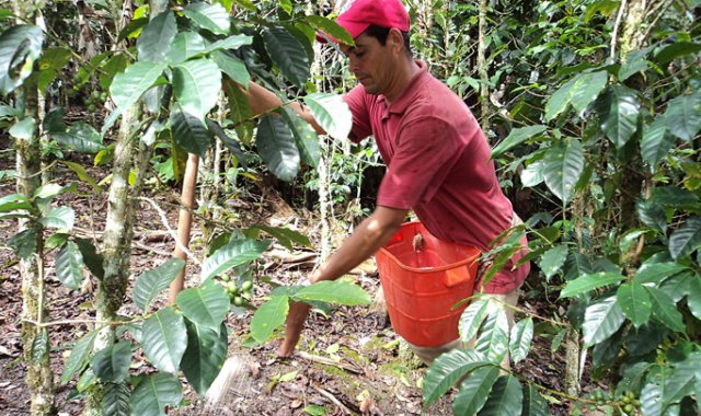 El uso de fertilizantes mejora los niveles de productividad de los cultivos, generando mayor rentabilidad a los  agricultores. Archivo
