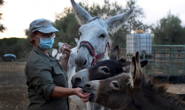 Agobiados por las largas y traumáticas jornadas que han tenido que afrontar por cuenta de la COVID, los médicos encuentran en los burros un alivio. AFP