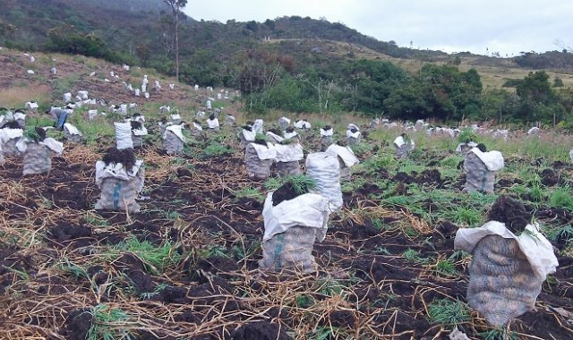 Los productores campesinos de Silos mejorarán los cultivos con dos programas de seguridad alimentaria. Roberto Ospino / La Opinión