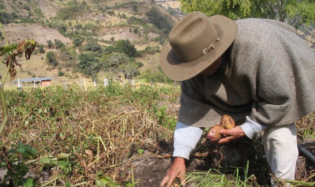 La disminución de la oferta tiene en crisis a los productores de papa. Archivo