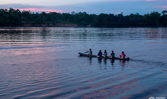 Saving the Amazon viene trabajando en una campaña mundial para la reforestación del Amazonas. Colprensa