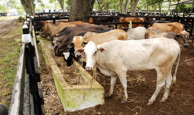 Segundo ciclo de vacunación en el municipio de Tibú. Archivo / La Opinión