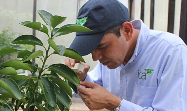 Con el convenio del ICA y Asohofrucol se ha logrado fumigar varios cultivos comerciales locales. Cortesía