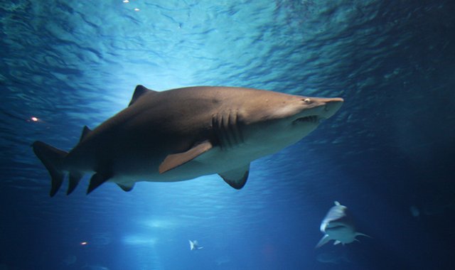 La pesca artesanal de tiburón era permitida en el país como fuente de sustento a comunidades costeras.  Colprensa