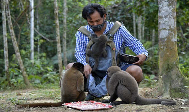 Monos lanudos (Lagothrix lagotricha) rodean al director de la fundación Maikuchiga, Jhon Jairo Vasquez, en la comunidad indígena de Mocagua, cerca de Leticia, Colombia. AFP