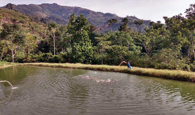 La piscicultura se ha presentado como un camino diferente para el Catatumbo. Cortesía