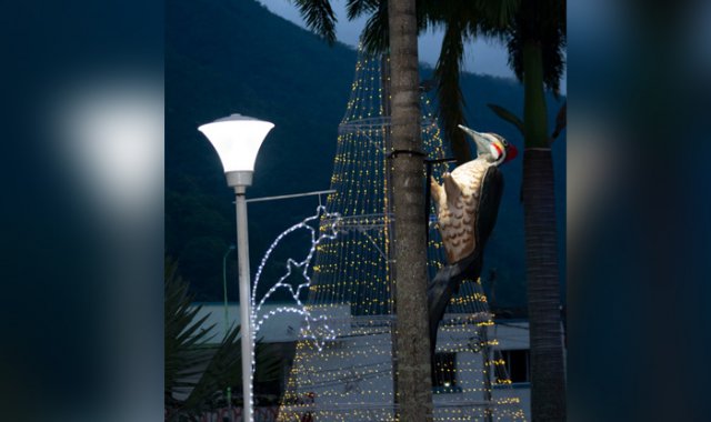El 7 de diciembre se inauguró el alumbrado navideño en Norte de Santander, que este año resalta el avistamiento de aves, actividad turística del municipio. Cortesía Wilson Ortega
