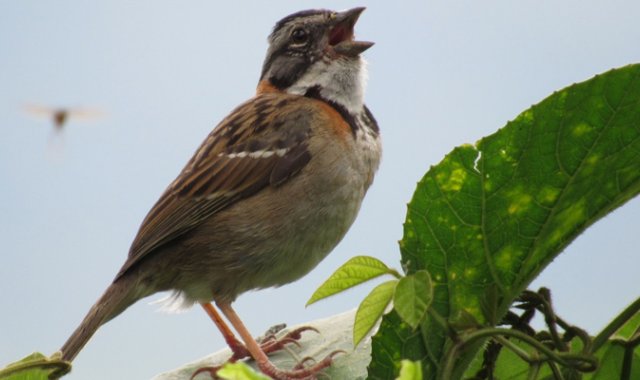 Las aves endémicas y migratorias se afectan con el ruido que produce la pólvora en esta época decembrina.  Roberto Ospino