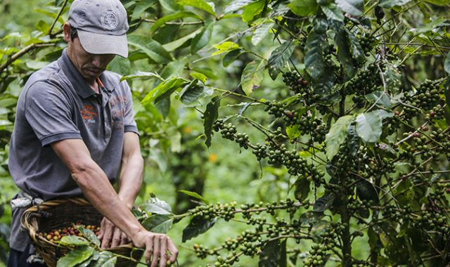 La Cámara de Comercio de Cúcuta busca 15 empresas del sector cafetero para que hagan parte del plan que ejecuta iNNpulsa Colombia. Archivo La Opinión