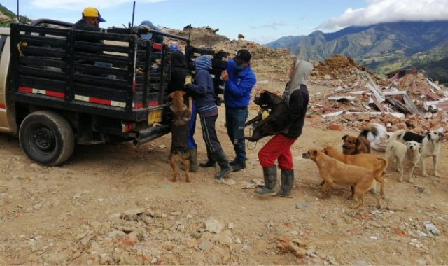 Los animales fueron intervenidos en una clínica veterinaria. Cortesía