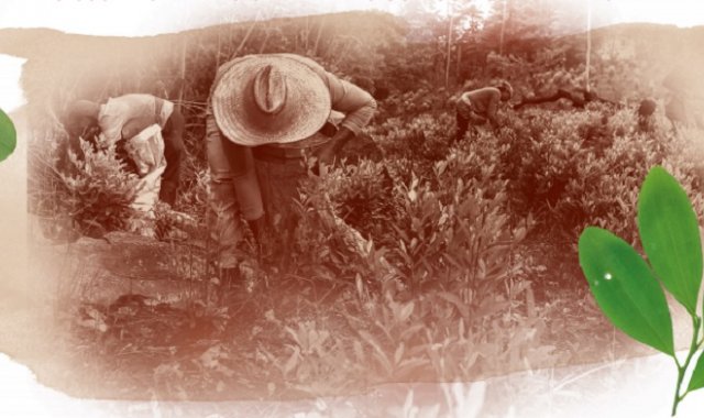 16.096  hectáreas de coca sembradas en Tibú. Cortesía