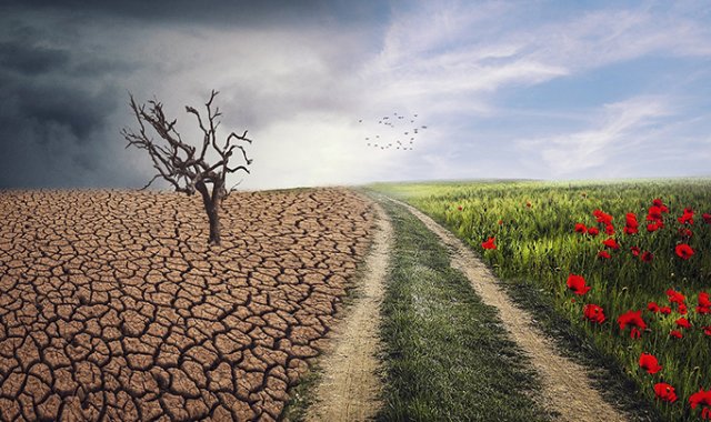 El año que empieza ha sido calificado por la directora ejecutiva de SEO/BirdLife, Asunción Ruiz, como el de la biodiversidad. Pixabay reference