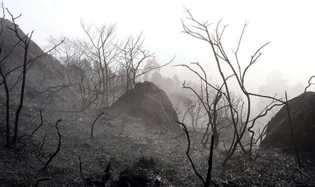 Una situación que ha obligado a los líderes ambientales a tomar acciones y tratar de resguardar los ecosistemas amenazados por quienes talan indiscriminadamente. Colprensa