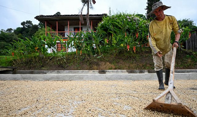 Café Paga busca capacitar a los cafeteros en el uso de herramientas financieras Archivo La Opinión