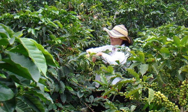 Los medianos y pequeños productores demandaron $1,2 billones de los recursos.  Archivo La Opinión