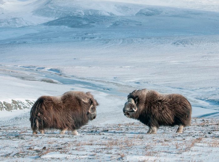 Sergey Gorshkov-National Geographic