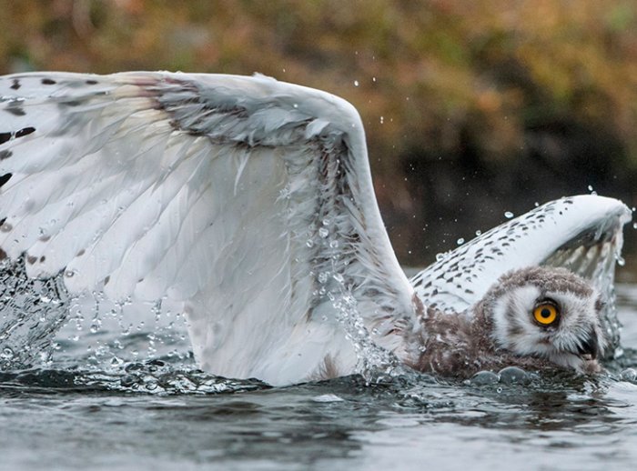 Sergey Gorshkov-National Geographic