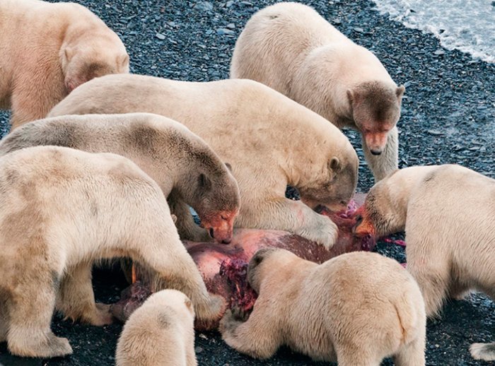 Sergey Gorshkov-National Geographic