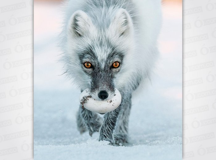 Sergey Gorshkov-National Geographic