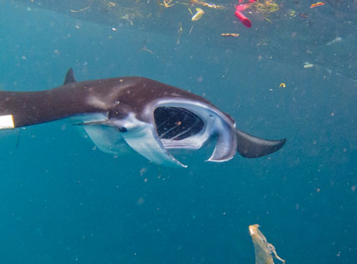  Elitza Germanov / Fundación Megafauna Marina