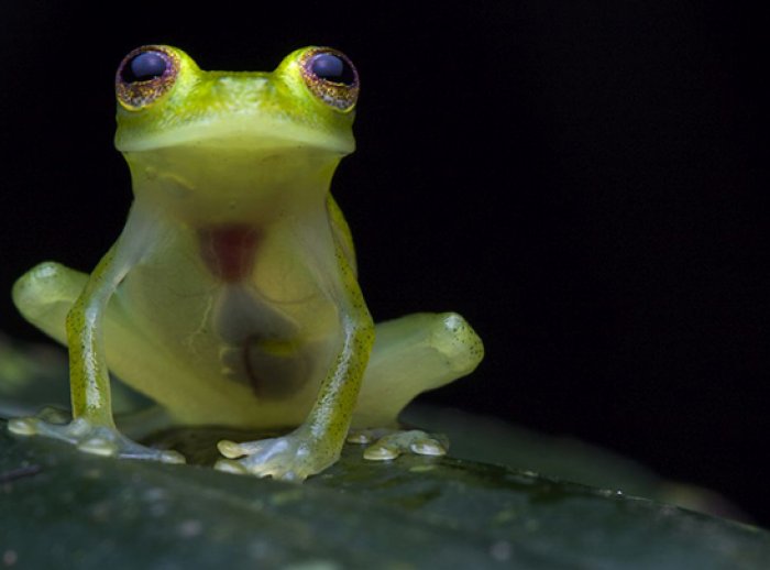 Jose Vieira/Tropical Herping.